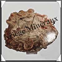 BOIS Fossilis - CONIFERE - 230x194x10 mm - 770  grammes - Y010