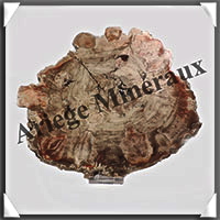 BOIS Fossilis - CONIFERE - 230x194x10 mm - 770  grammes - Y010