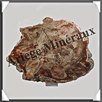 BOIS Fossilis - CONIFERE - 230x190x11 mm - 1050 grammes - Y011