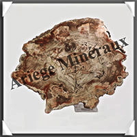 BOIS Fossilis - CONIFERE - 230x190x11 mm - 1050 grammes - Y011