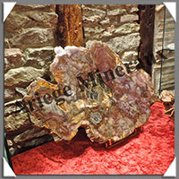 BOIS Fossilis - CONIFERE - 555x410x25 mm - 9600 grammes - R002