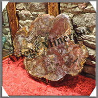 BOIS Fossilis - CONIFERE - 555x410x25 mm - 9600 grammes - R002