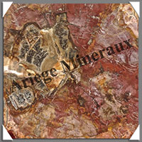 BOIS Fossilis - CONIFERE - 555x410x25 mm - 9600 grammes - R002