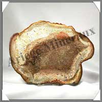 BOIS Fossilis - FOUGERE - 170x130x70 mm - 270 grammes - M006