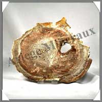 BOIS Fossilis - FOUGERE - 170x140x80 mm - 320 grammes - M008