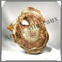 BOIS Fossilis - FOUGERE - 170x140x80 mm - 320 grammes - M008