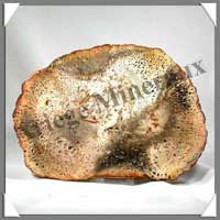 BOIS Fossilis - FOUGERE - 187x132x90 mm - 430 grammes - M009