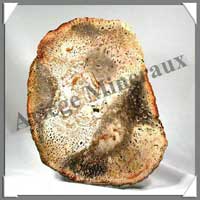 BOIS Fossilis - FOUGERE - 187x132x90 mm - 430 grammes - M009