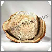 BOIS Fossilis - FOUGERE - 175x127x65 mm - 240 grammes - M010