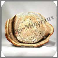 BOIS Fossilis - FOUGERE - 175x127x65 mm - 240 grammes - M010