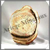 BOIS Fossilis - FOUGERE - 175x127x65 mm - 240 grammes - M010