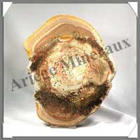 BOIS Fossilis - FOUGERE - 197x147x50 mm - 340 grammes - M011