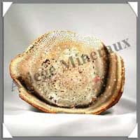 BOIS Fossilis - FOUGERE - 175x128x80 mm - 290 grammes - M012