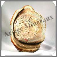 BOIS Fossilis - FOUGERE - 175x128x80 mm - 290 grammes - M012