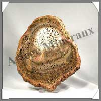 BOIS Fossilis - FOUGERE - 180x150x90 mm - 330 grammes - M013