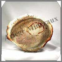 BOIS Fossilis - FOUGERE - 162x136x80 mm - 250 grammes - M014