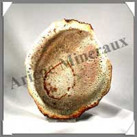 BOIS Fossilis - FOUGERE - 162x136x80 mm - 250 grammes - M014