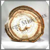 BOIS Fossilis - FOUGERE - 216x205x110 mm - 850 grammes - M016