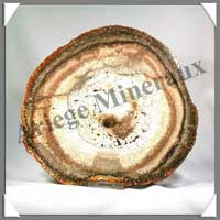 BOIS Fossilis - FOUGERE - 216x205x110 mm - 850 grammes - M016